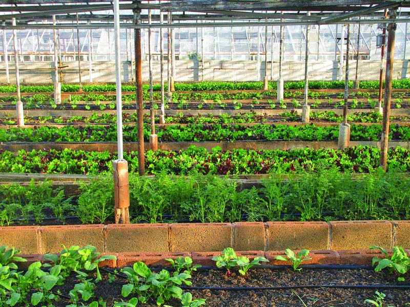 農田小氣候觀測站為什么能增加農業收入？